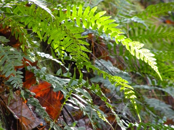 Koomer Ridge Trail